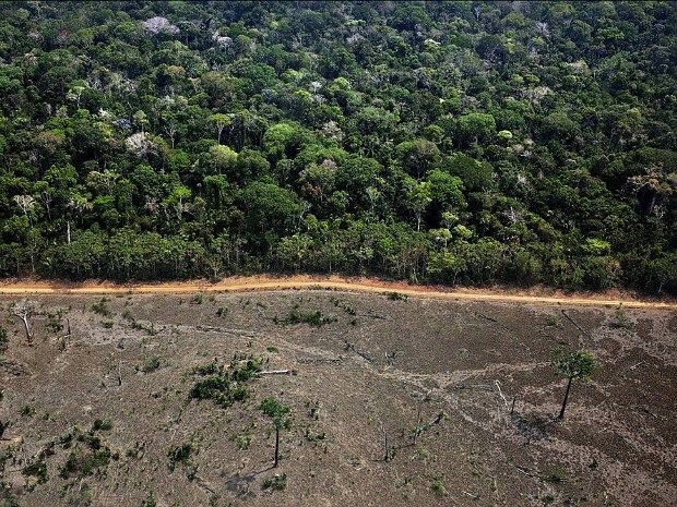 Área recentemente desmatada na Amazônia (Foto: Marizilda Cruppe/Greenpeace)