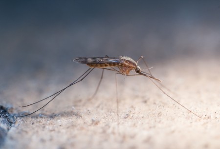 Mosquito 