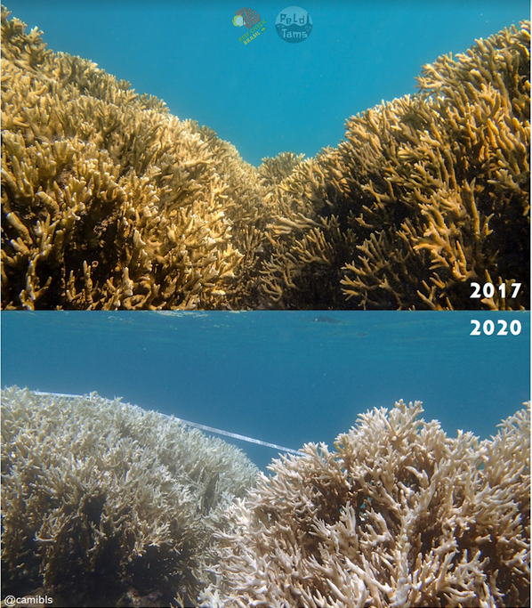 Antes e depois (Foto: Camila Brasil/Reefcheck/Peld/Tams-UFPE)