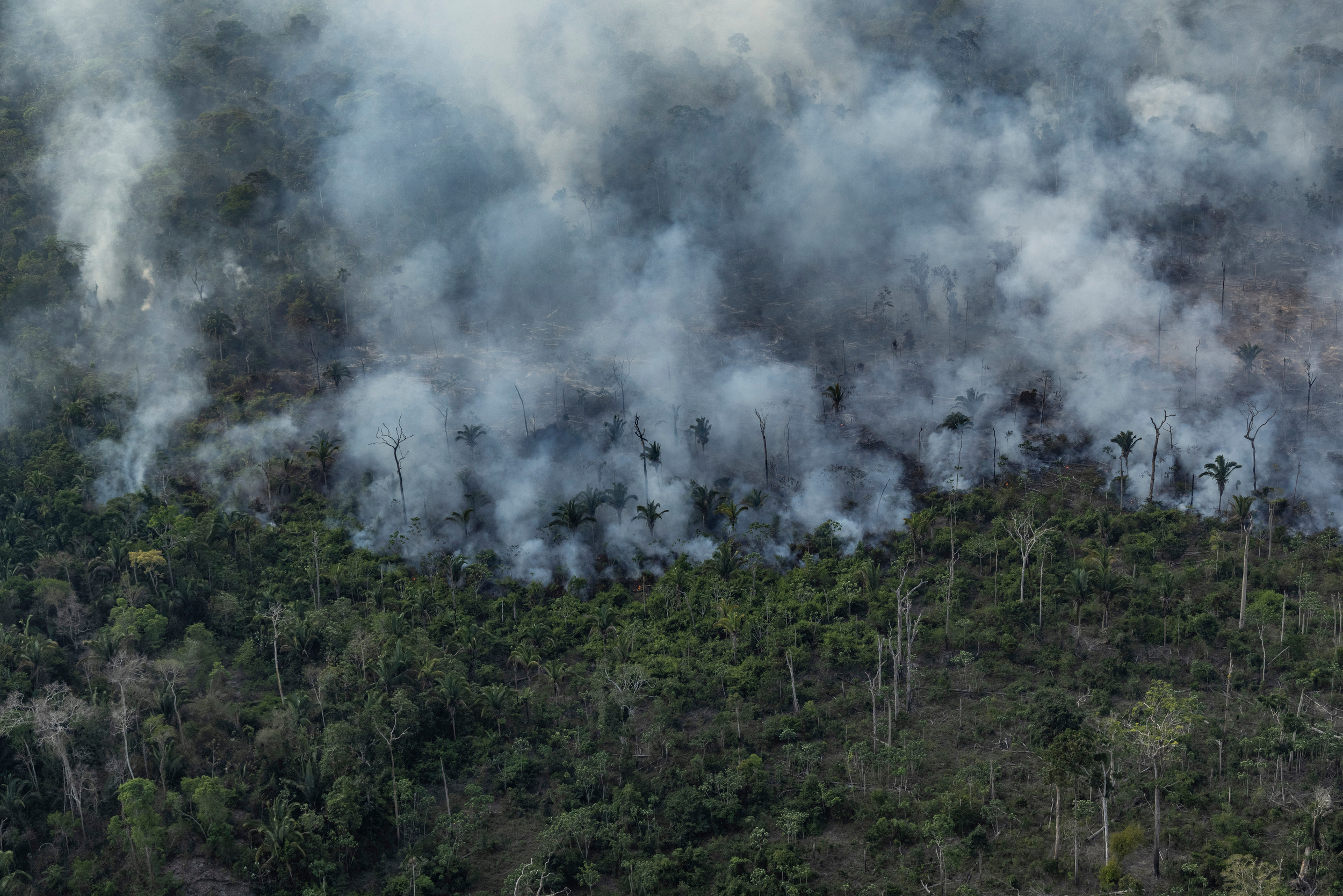 O que acontece na Amazônia, não fica - Greenpeace Brasil